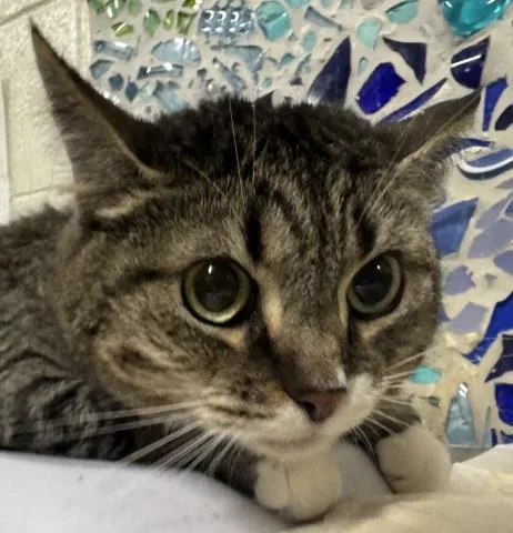 A young medium-sized female Domestic Short Hair cat named Mimosa for adoption in Pensacola, FL