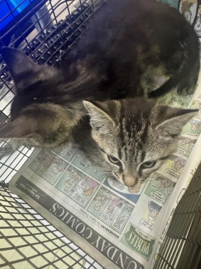 A baby small-sized female Domestic Short Hair cat named Shade for adoption in Los Angeles, CA