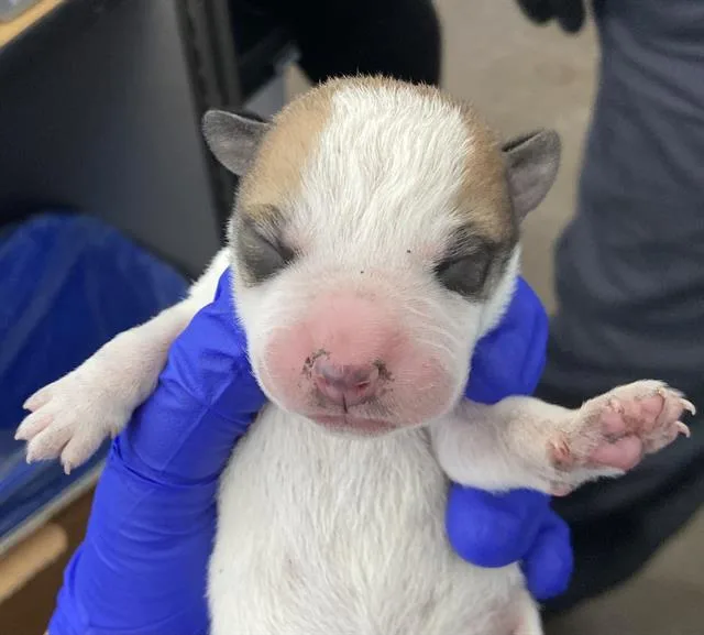 A baby large-sized male Mixed Breed dog named Ziti for adoption in Dallas, TX