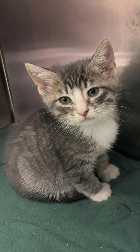 A baby small-sized female Domestic Short Hair cat named Tantor for adoption in Columbia, TN