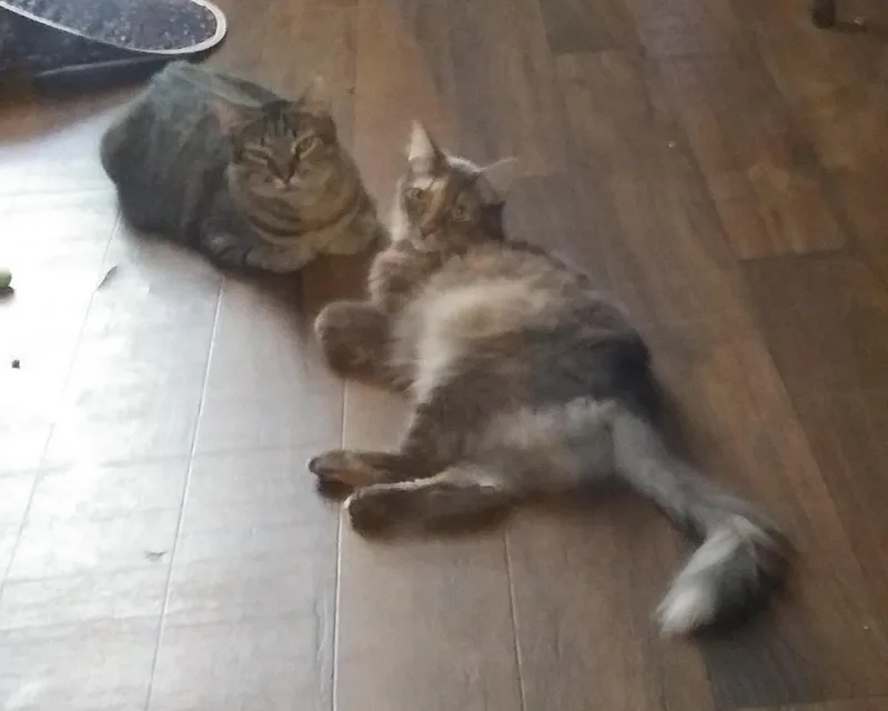 An adult small-sized female Dilute Calico Domestic Long Hair cat named Cameo for adoption in Port Wentworth, GA