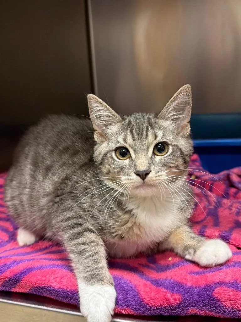 A baby small-sized female Domestic Short Hair cat named Prazi for adoption in Ocala, FL
