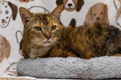 Clawdette thumbnail 3