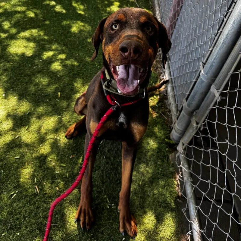 Clifford thumbnail 2