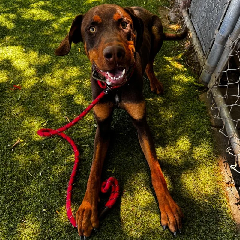 Clifford thumbnail 3