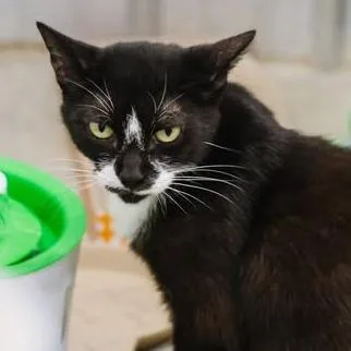 A young medium-sized female Black Domestic Short Hair cat named Mama Mayhem for adoption in Washington, DC