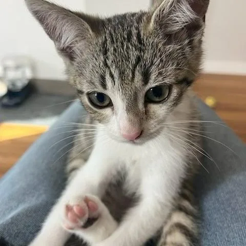 A baby small-sized male White Domestic Short Hair cat named Miso II for adoption in San Diego, CA