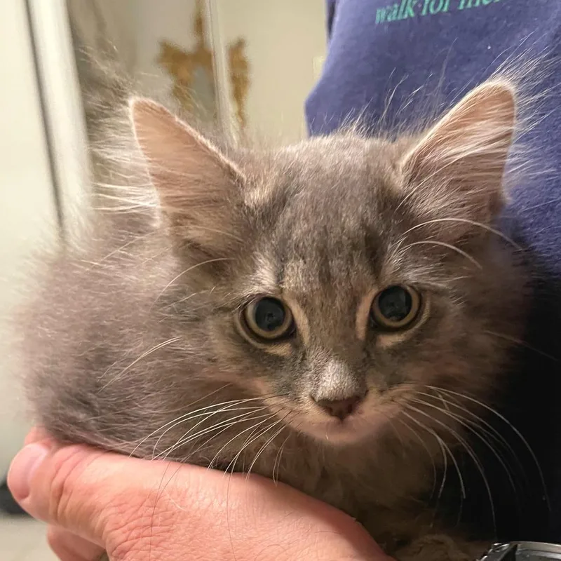 A baby small-sized female Gray / Blue / Silver Domestic Long Hair cat named Stormy for adoption in Folsom, LA