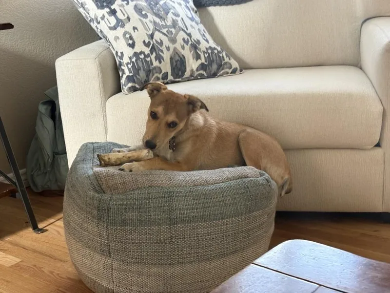 A baby medium-sized male Mixed Breed dog named Chewy aka Wrigly for adoption in Littleton, CO