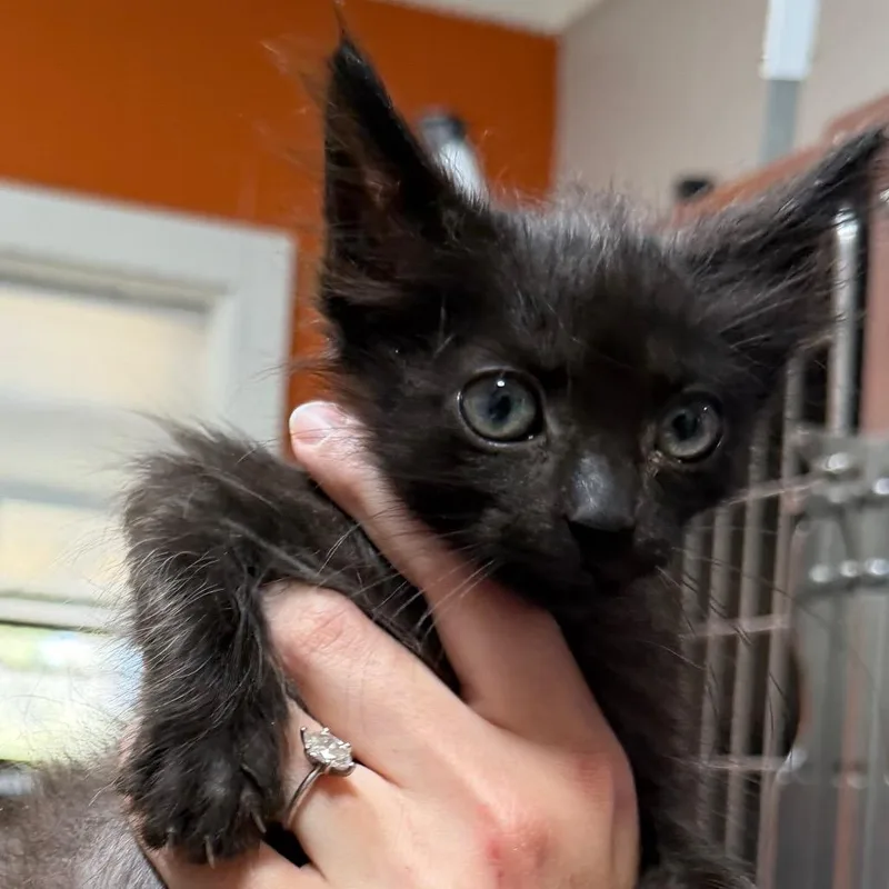 A baby small-sized male Black Domestic Medium Hair cat named Volcano for adoption in Pensacola, FL