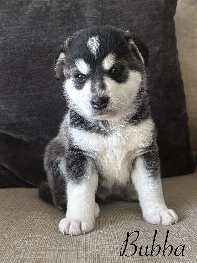 A baby large-sized male Tricolor (Brown, Black, & White) German Shepherd Dog dog named Bubba for adoption in Pleasant Hill, CA