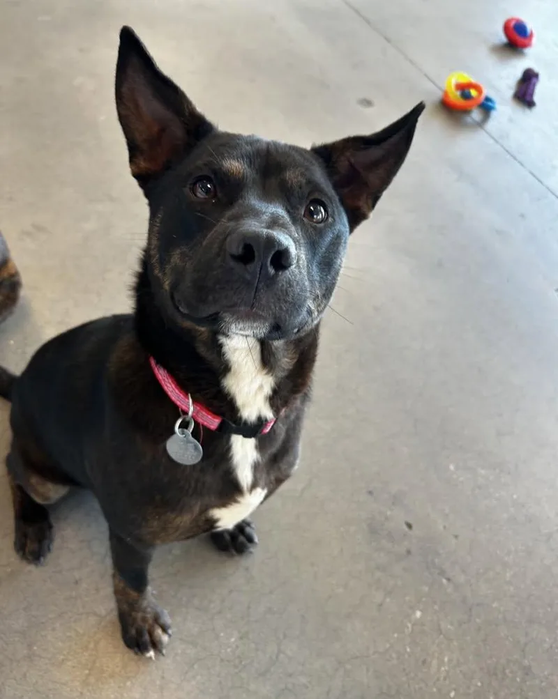 A young medium-sized male Mixed Breed dog named Reggiano for adoption in Guthrie, OK