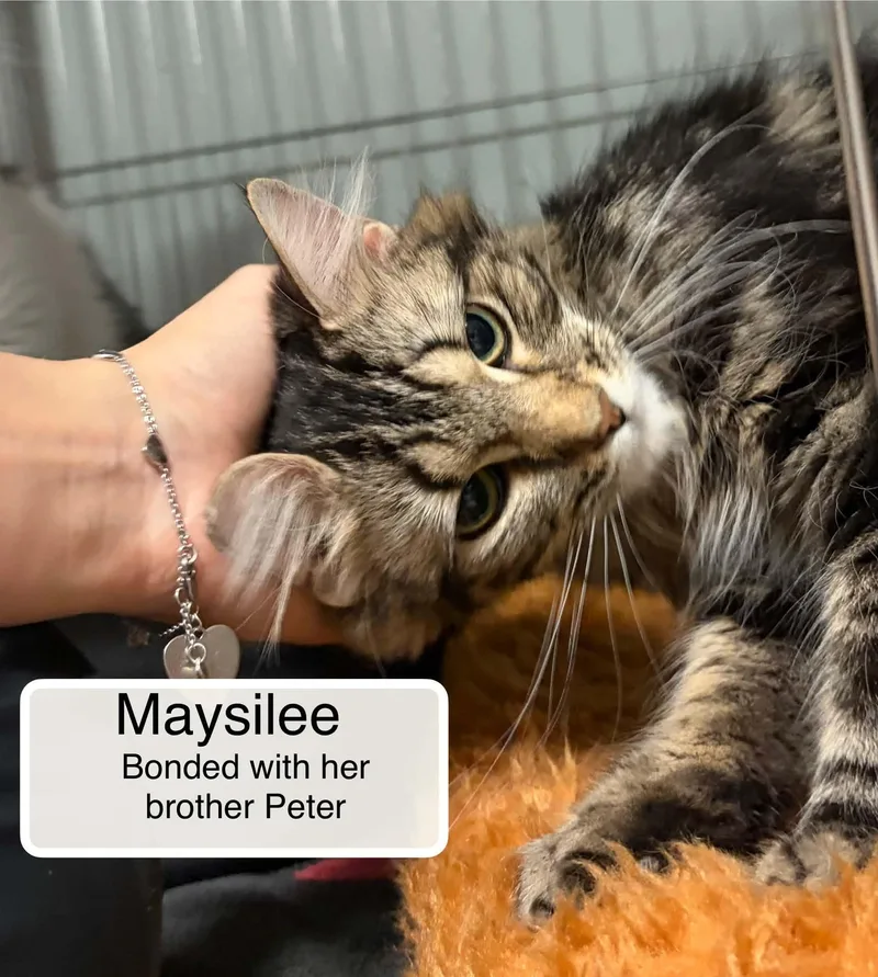 An adult medium-sized female Tabby (Brown / Chocolate) Domestic Long Hair cat named Maysilee and Peter for adoption in Ellicott City, MD