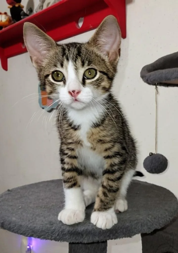 A baby small-sized male Domestic Short Hair cat named Amaro for adoption in Magnolia, TX