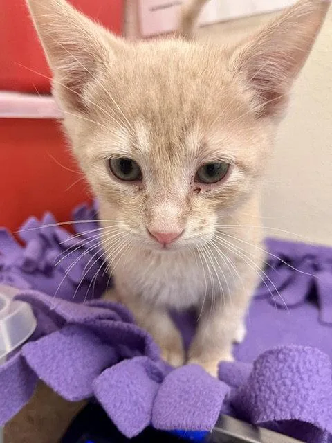 A baby small-sized male Orange / Red Domestic Short Hair cat named Duck for adoption in Webster, WI