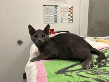 A baby small-sized male Gray / Blue / Silver Domestic Short Hair cat named Uncharted : Drake's Deception for adoption in Kansas City, MO