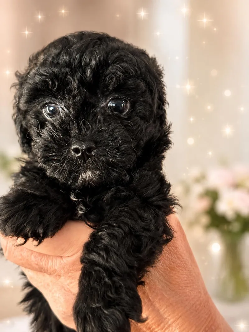 A baby small-sized male Poodle dog named Dublin for adoption in Long Beach, NY