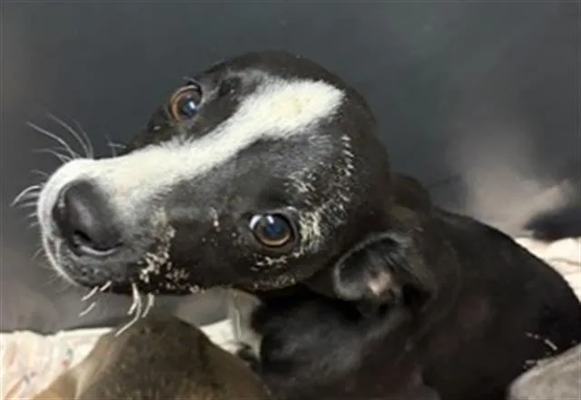 A baby small-sized female Pit Bull Terrier dog named Muffin for adoption in Bakersfield, CA