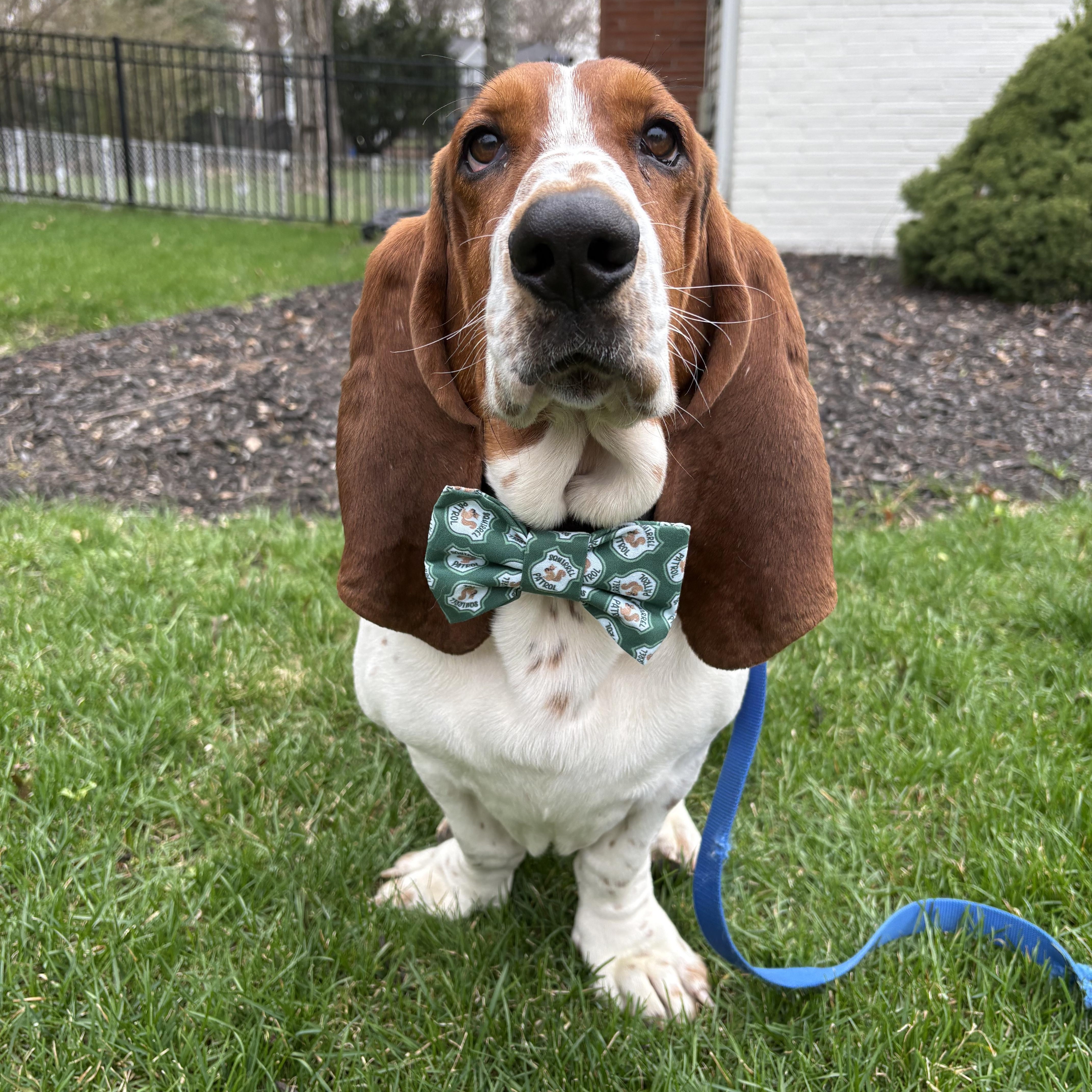 A young medium-sized male Basset Hound dog named Benson for adoption in Mahwah, NJ