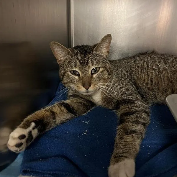 A young large-sized male Brown / Chocolate Domestic Short Hair cat named Sherlock for adoption in Baltimore, MD