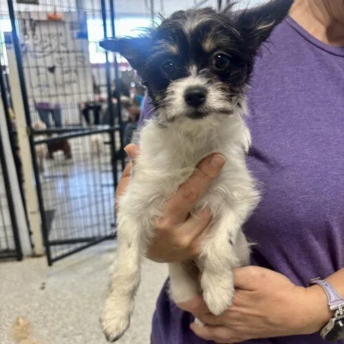 A baby small-sized female Bicolor Yorkshire Terrier dog named Tuxie for adoption in Broken Arrow, OK
