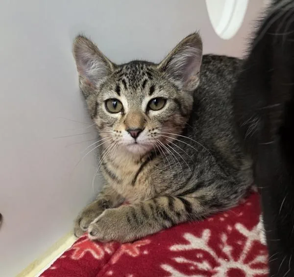 A baby medium-sized female Domestic Short Hair cat named Granturismo Folgore for adoption in Silverdale, WA