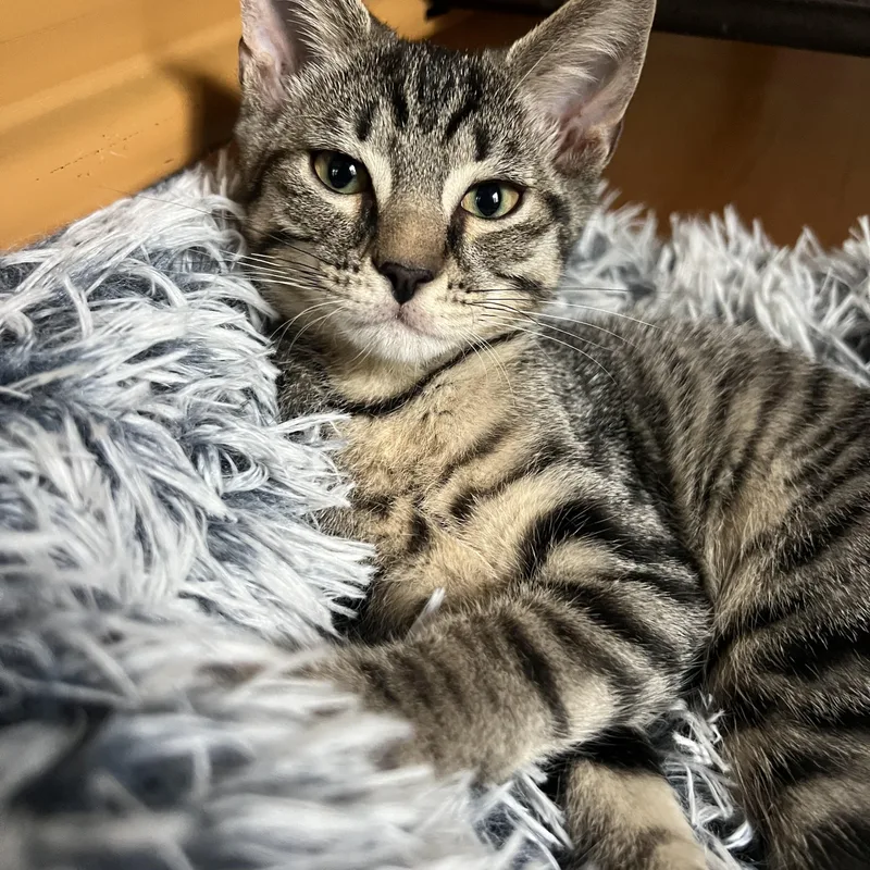 A baby medium-sized male Tiger cat named Camp for adoption in Honeoye, NY