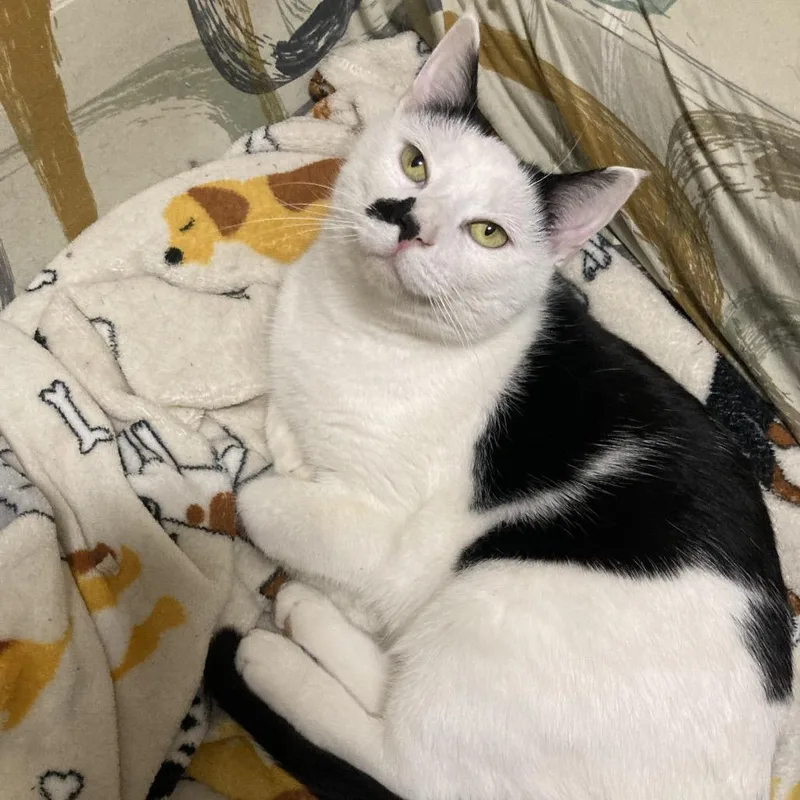 A young medium-sized male White Domestic Short Hair cat named Chinook for adoption in Bismarck, ND