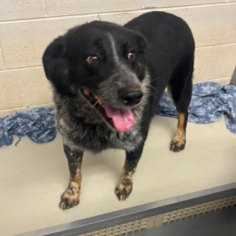 Tank