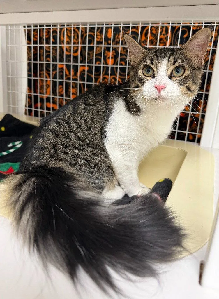 A young medium-sized male Domestic Medium Hair cat named Ryker for adoption in St. Helens, OR