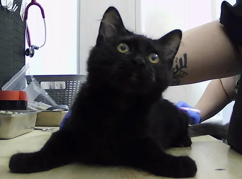 A baby small-sized male Black Domestic Medium Hair cat named Ellis for adoption in Anoka, MN