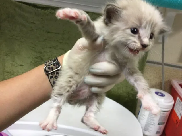 A baby small-sized male Domestic Short Hair cat named Broccoli Cheddar for adoption in Riverside, CA