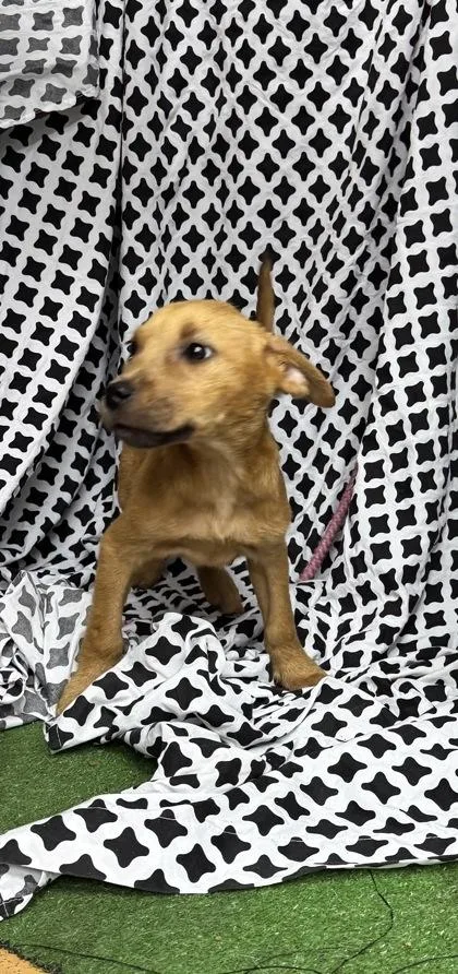 A baby medium-sized male Terrier dog named Rocky for adoption in Gainesville, FL