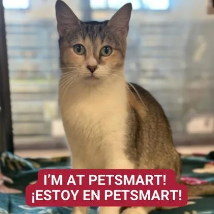 An adult small-sized female Domestic Short Hair cat named Atara for adoption in Carrollton, TX