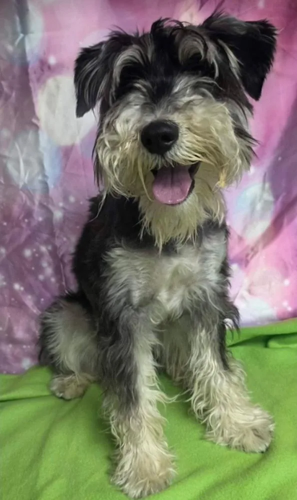 An adult small-sized male Gray / Blue / Silver Schnauzer dog named Milo aka Shiloh for adoption in Sedalia, CO