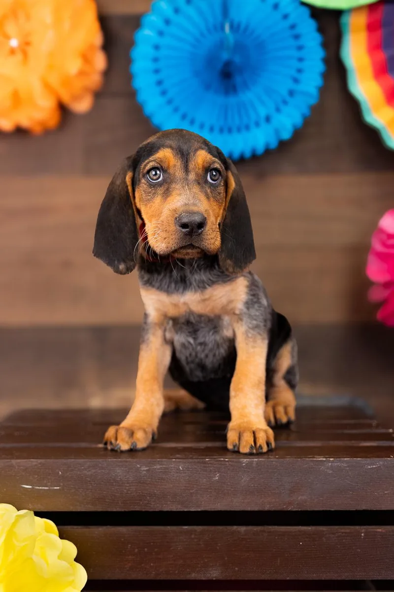A baby medium-sized female Hound dog named 798-26 for adoption in Brighton, CO