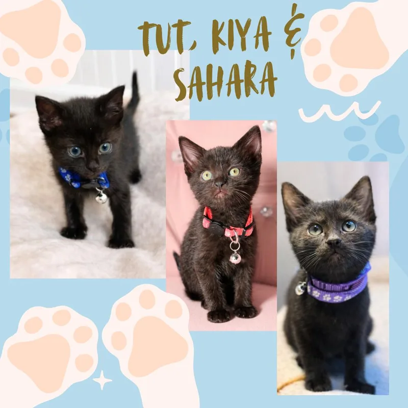 A baby medium-sized female Black Domestic Short Hair cat named Kiya for adoption in Bronx, NY