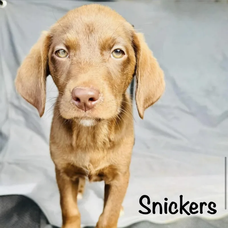 A baby medium-sized female Brown / Chocolate Chocolate Labrador Retriever dog named Snickers for adoption in Grand Junction, CO