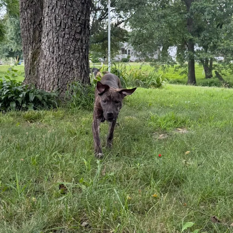 Dakota