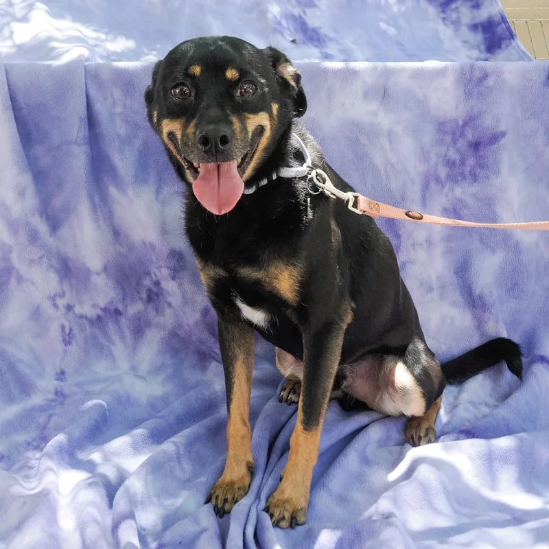 An adult small-sized male Black Chihuahua dog named Moose for adoption in Point Richmond, CA