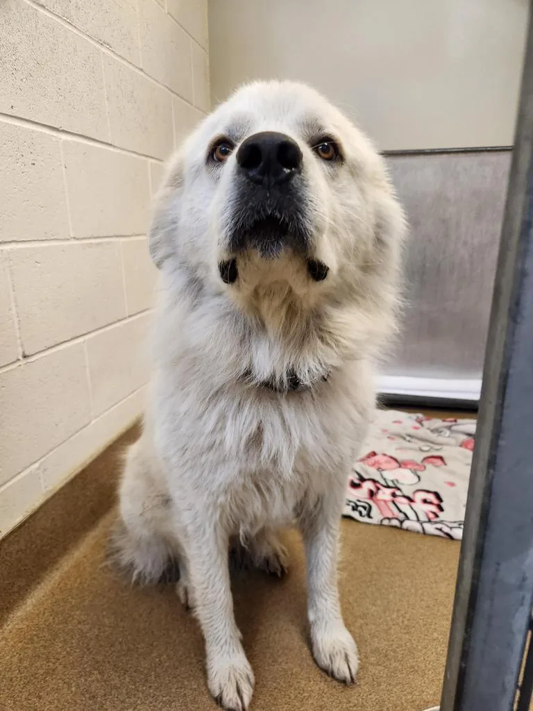 An adult large-sized female Great Pyrenees dog named Coraline for adoption in Grand Forks, ND