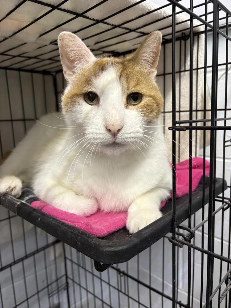 A senior medium-sized male Domestic Short Hair cat named Sirus for adoption in Mishawaka, IN