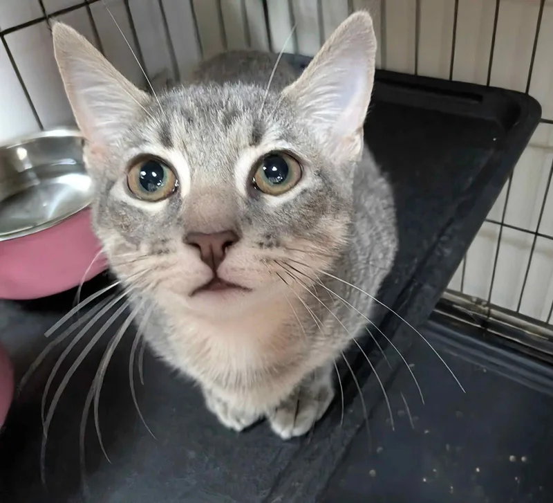 A baby medium-sized female Domestic Short Hair cat named Neptune for adoption in Lake Saint Louis, MO
