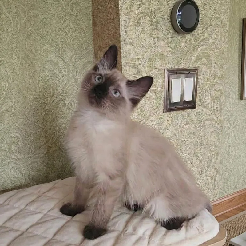 A baby medium-sized female Chocolate Point Ragdoll cat named Blossom for adoption in Allen, TX