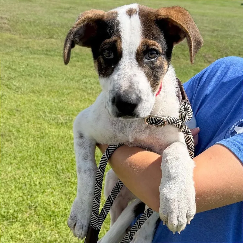 A baby medium-sized female White / Cream Pointer dog named Chicken for adoption in Binghamton, NY