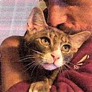 A young medium-sized male Gray / Blue / Silver Domestic Short Hair cat named FRA Dilbert for adoption in Abingdon, MD