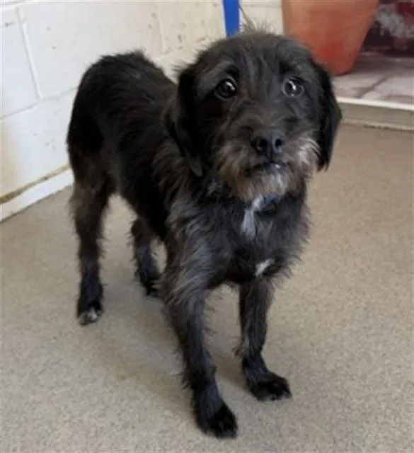 A young small-sized male Terrier dog named Marlin for adoption in San Bernardino, CA