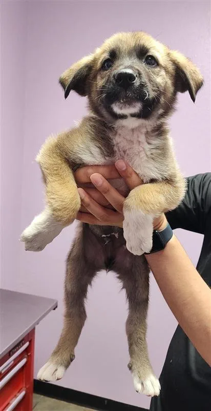 A baby small-sized male Yellow / Tan / Blond / Fawn Shepherd dog named 60817526 for adoption in El Paso, TX