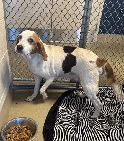 An adult medium-sized female Hound dog named Hubba Bubba for adoption in King William, VA