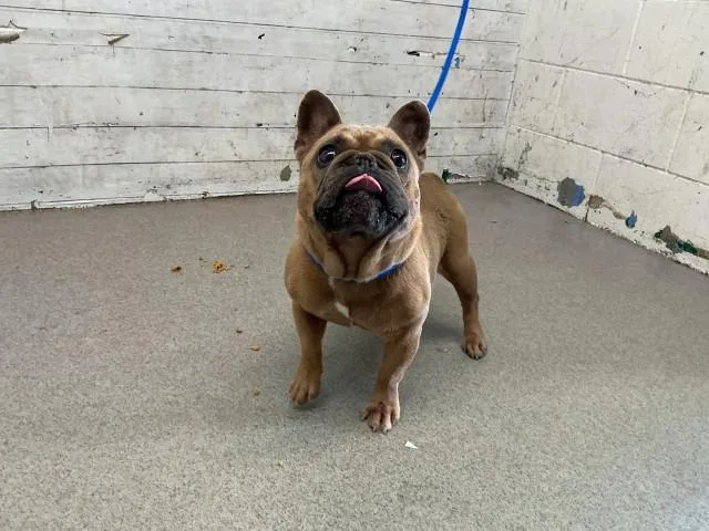 An adult small-sized female French Bulldog dog named Maxine for adoption in San Bernardino, CA